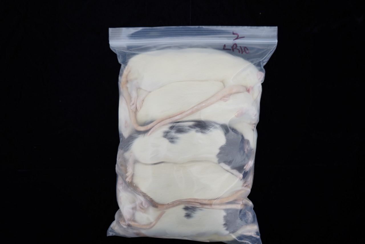 Cold Blooded Cafe Large Rats 10ct